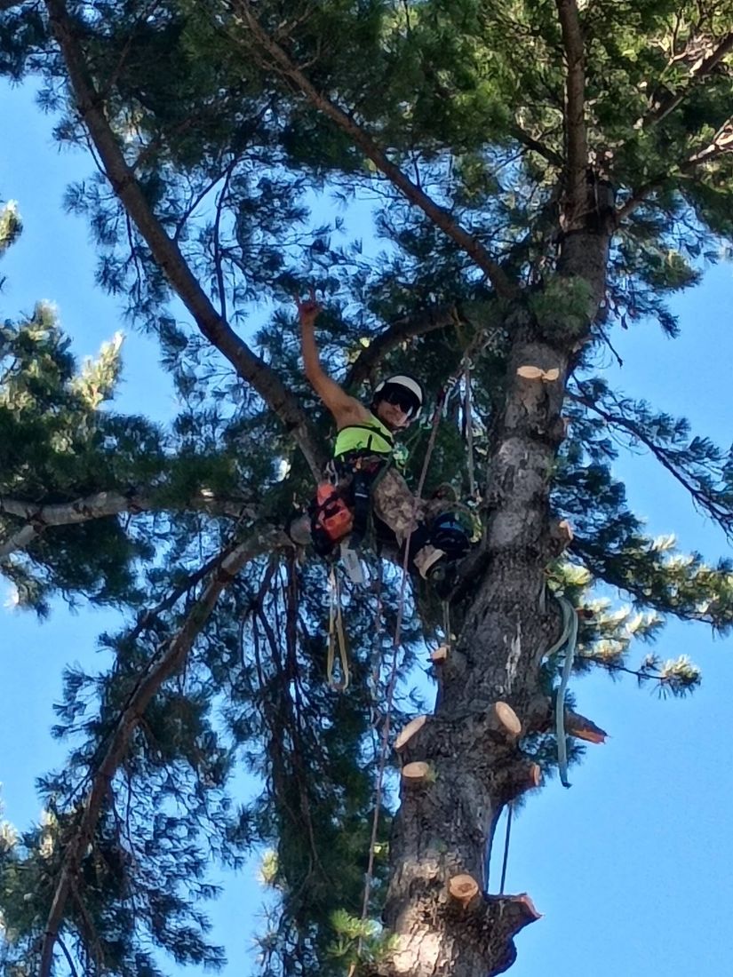 Climbing and limbing tall pines
