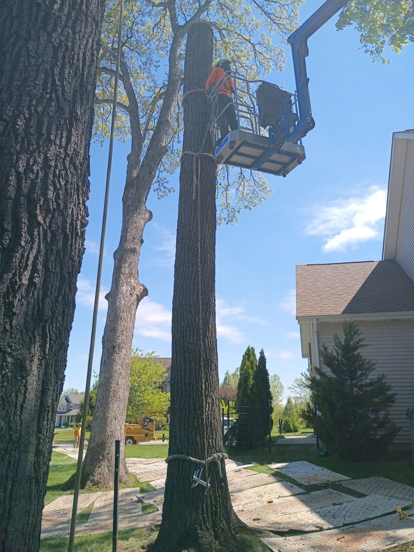 Bucket-lift removal next to the house