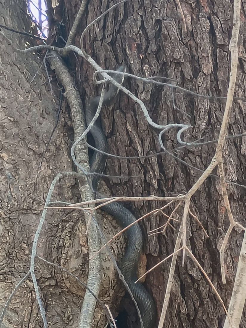 Snake in the tree? Not your problem.