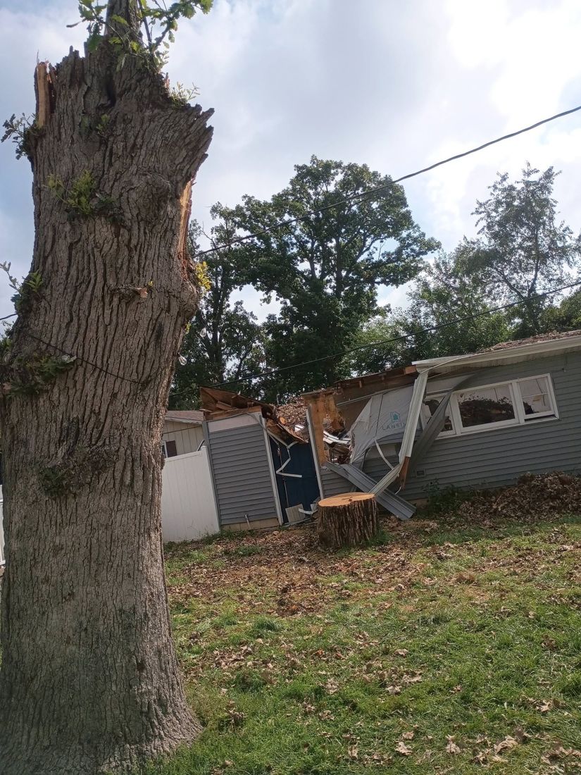 Broken trunks and hanging limbs