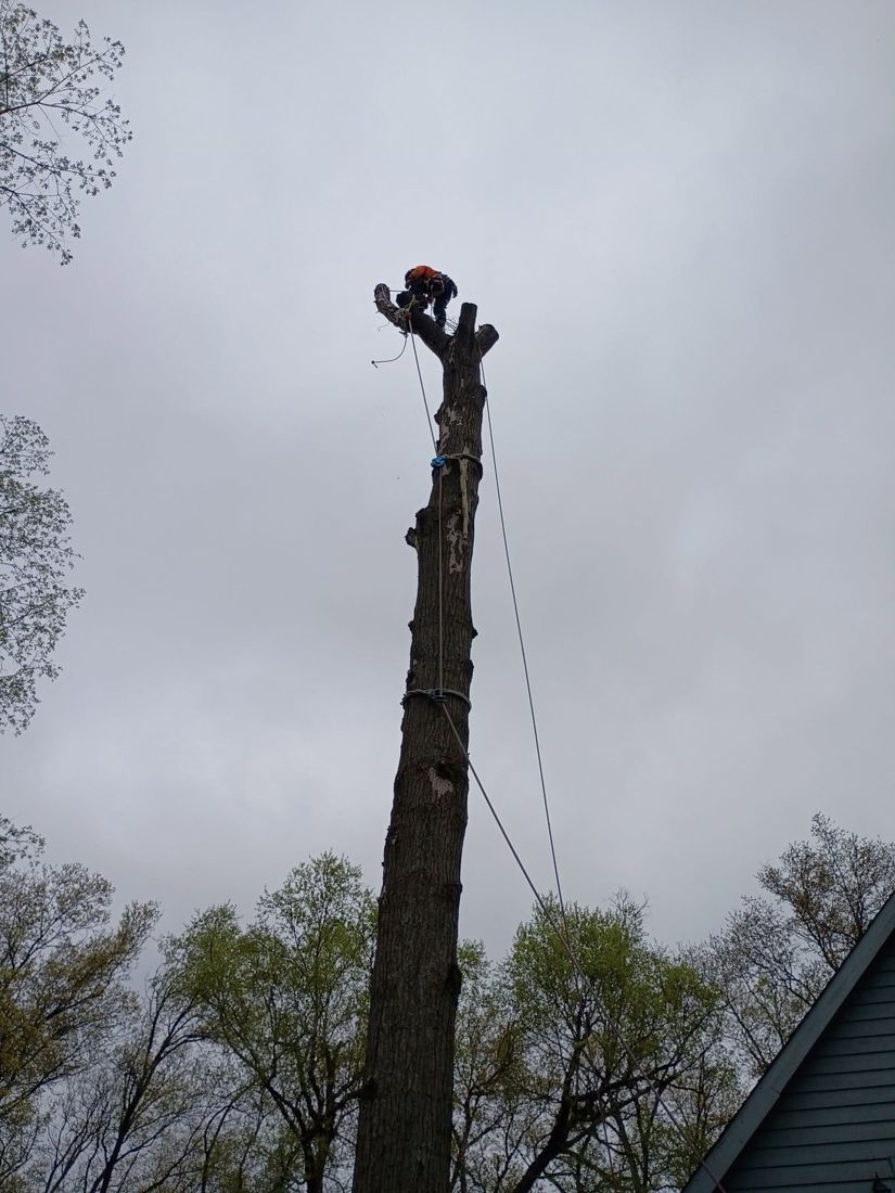 Taking a tall tree down in sections